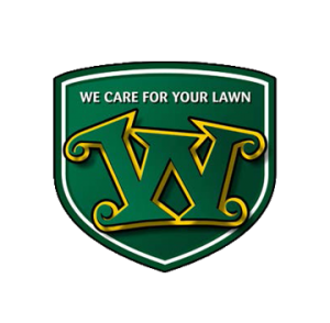 Renovation Of Lawns Lawn Renovation Lawn Grass Species